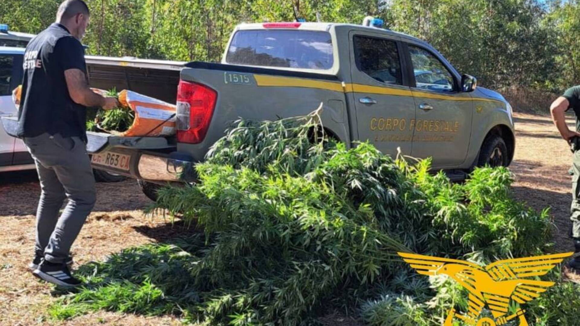 Vanno a spegnere l’incendio e trovano una piantagione di cannabis, c’è un arresto