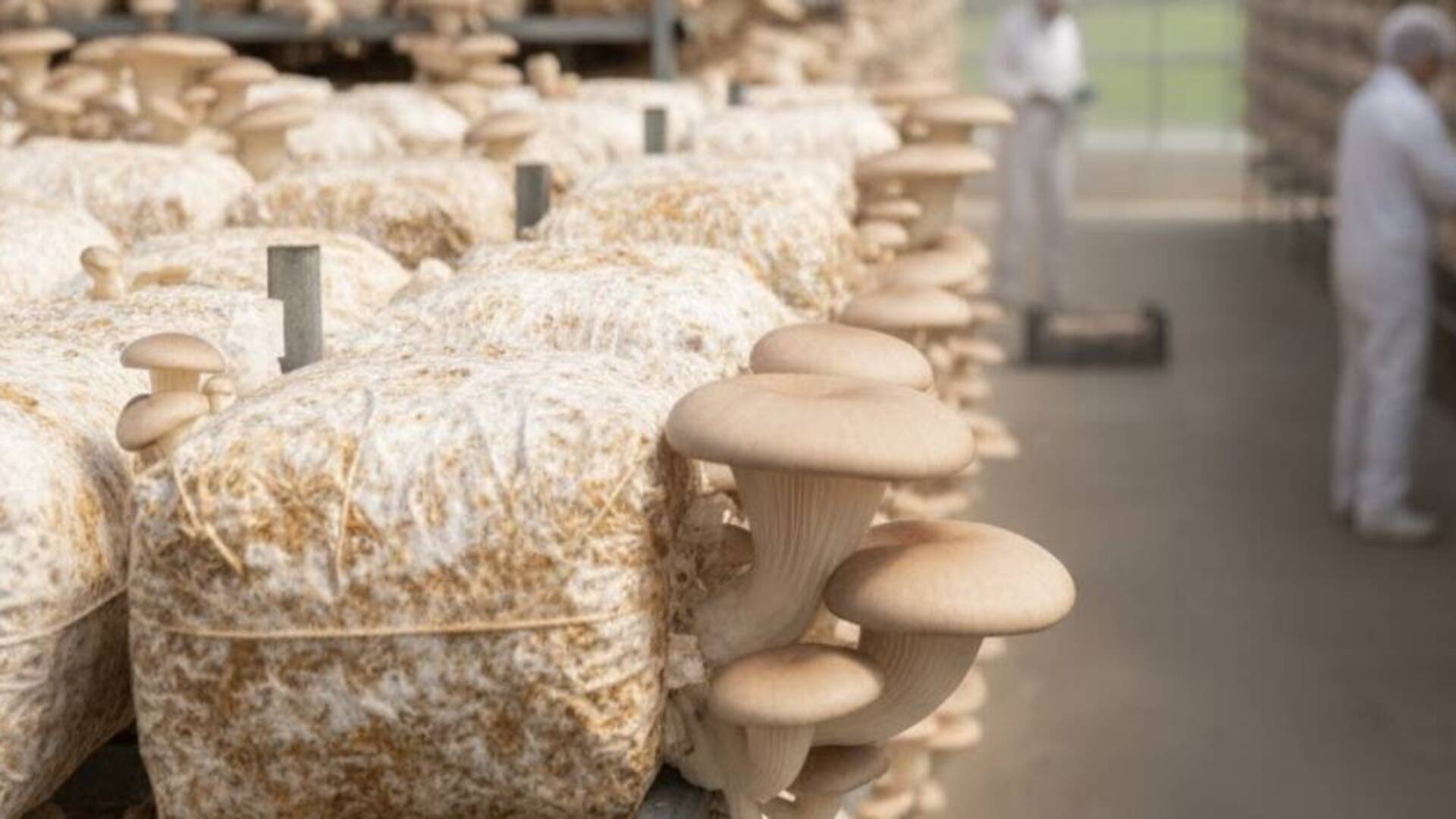 Un’opportunità di impiego nel settore agricolo