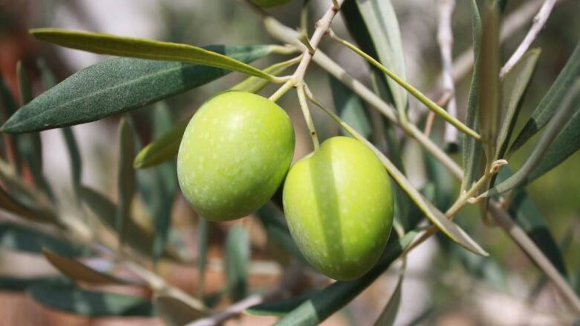 A ottobre parte la raccolta delle olive anche a Oristano. Lo scorso anno produzione in calo nell’isola