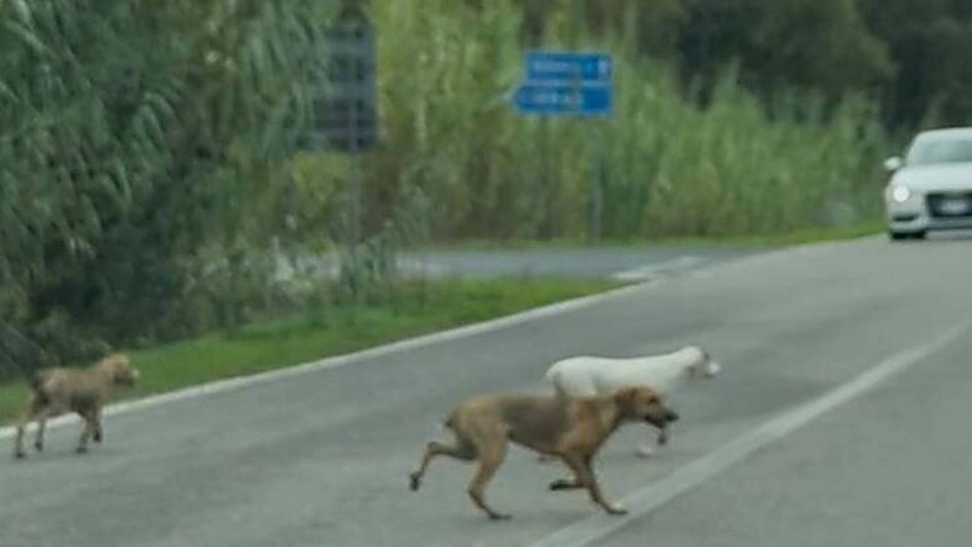 Cani vagano lungo la strada provinciale: allarme e traffico bloccato