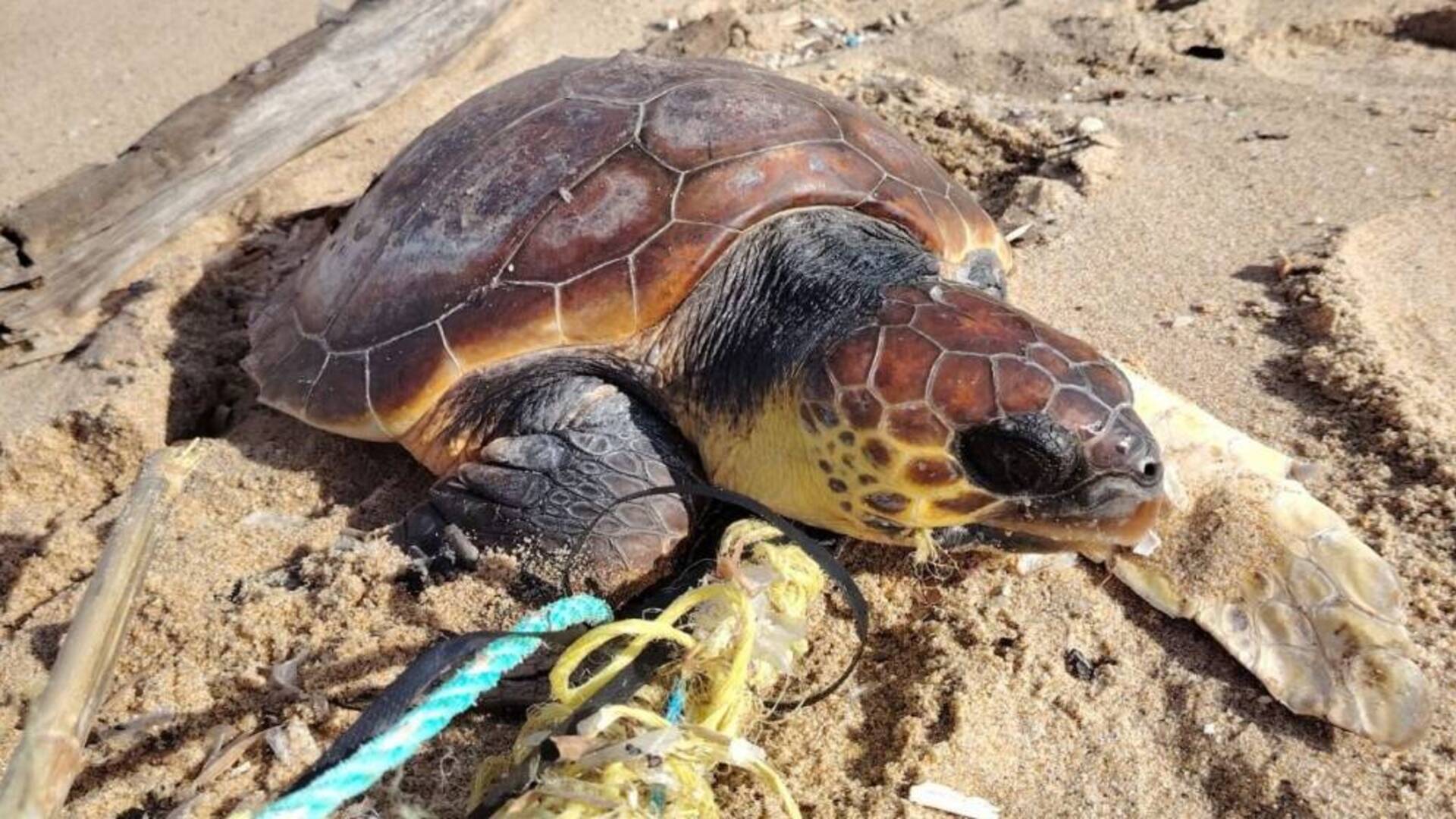 Tartaruga marina Zola 