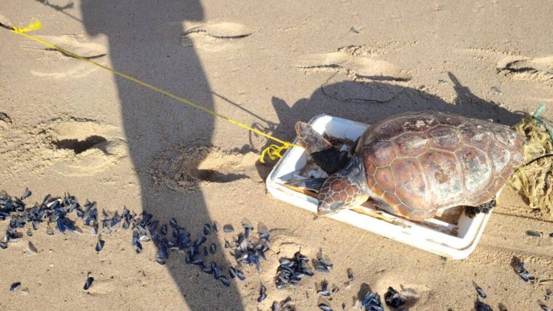 Tartaruga marina Zola 