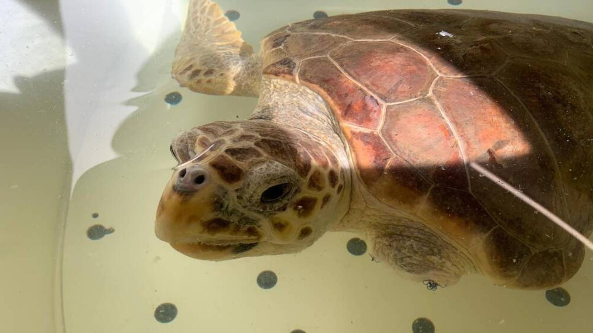 Una nuova vita per Zola, la tartaruga marina che ha perso una pinna a causa di una rete abbandonata