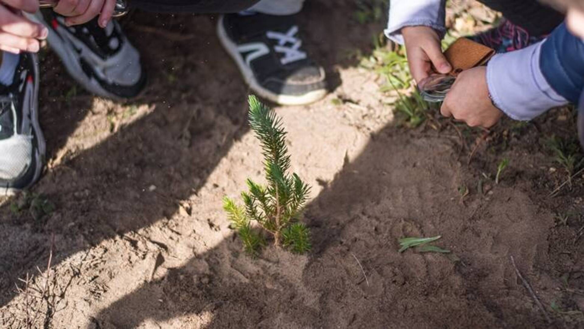 Maltempo nel fine settimana: rinviata a Terralba l’iniziativa “Un albero per la vita”