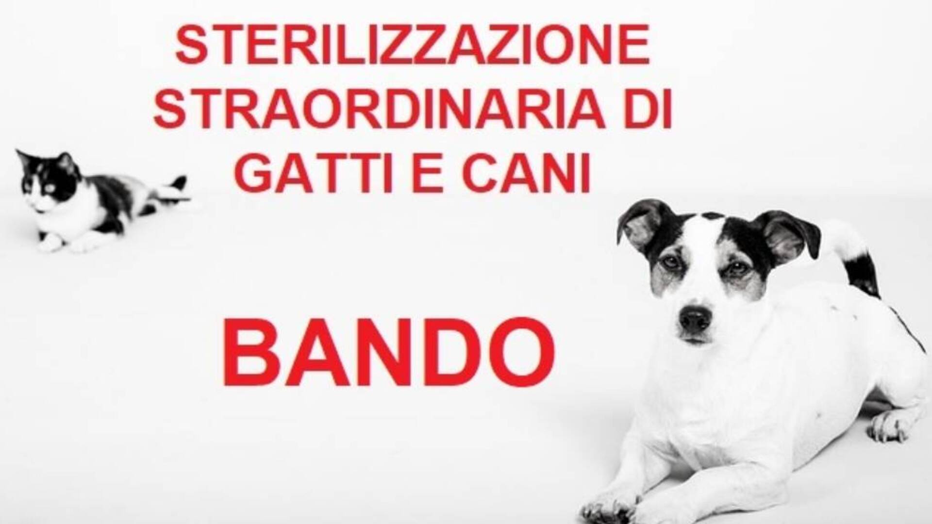 Sterilizzazioni di cani e gatti contro il randagismo: a Terralba aperte le domande