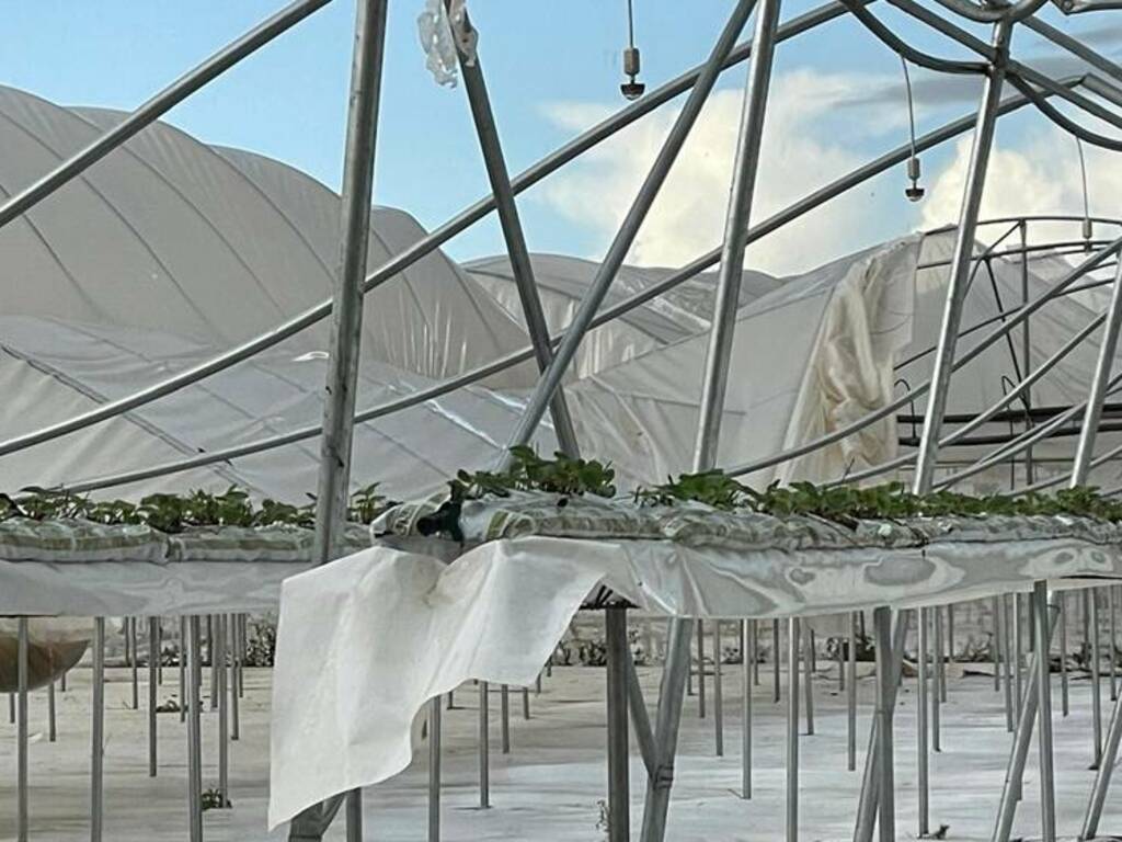 Tromba d'aria colpisce le campagne del Terralbese. Danni alle aziende agricole