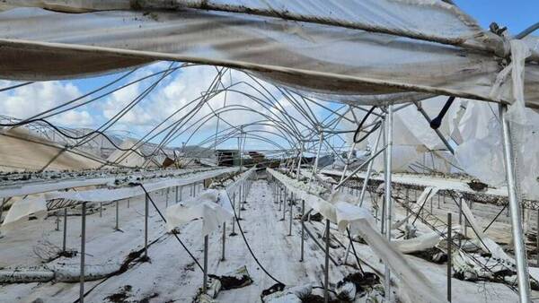 Tromba d'aria colpisce le campagne del Terralbese. Danni alle aziende agricole