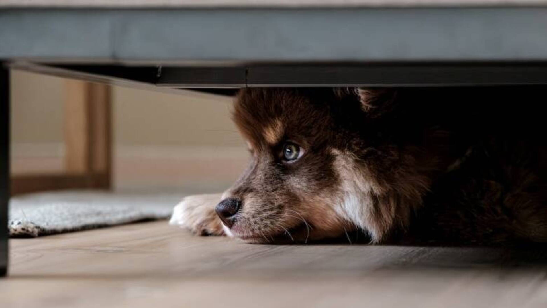 Botti di Capodanno, l’Anta di Terralba: “Ordinanze mai rispettate, l’unica soluzione è vietarne la vendita”