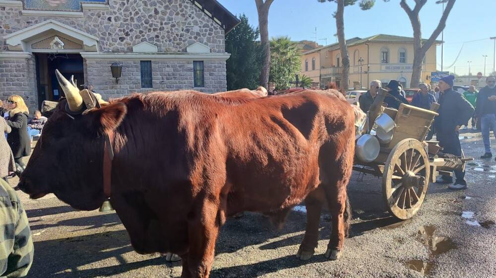 Festival Istòria - Arborea 