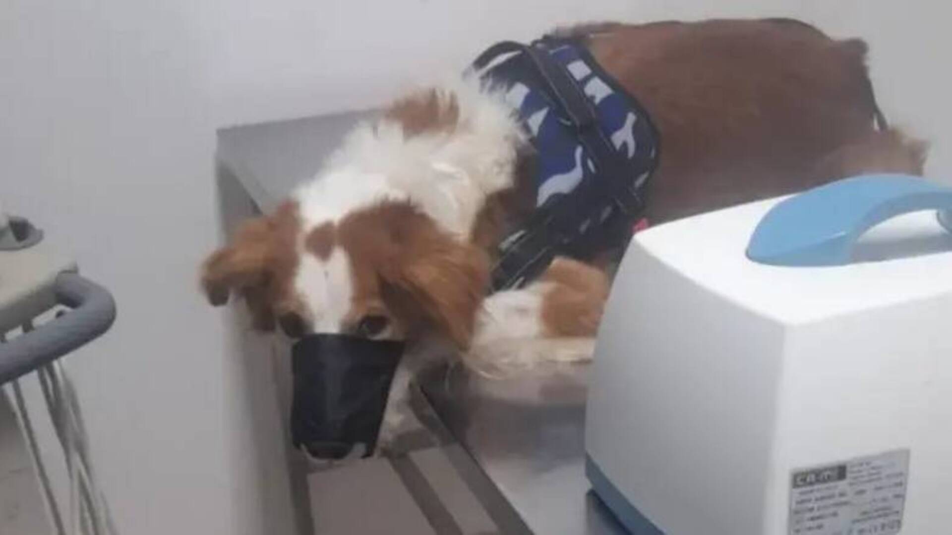 Pether - cane Anta Terralba 