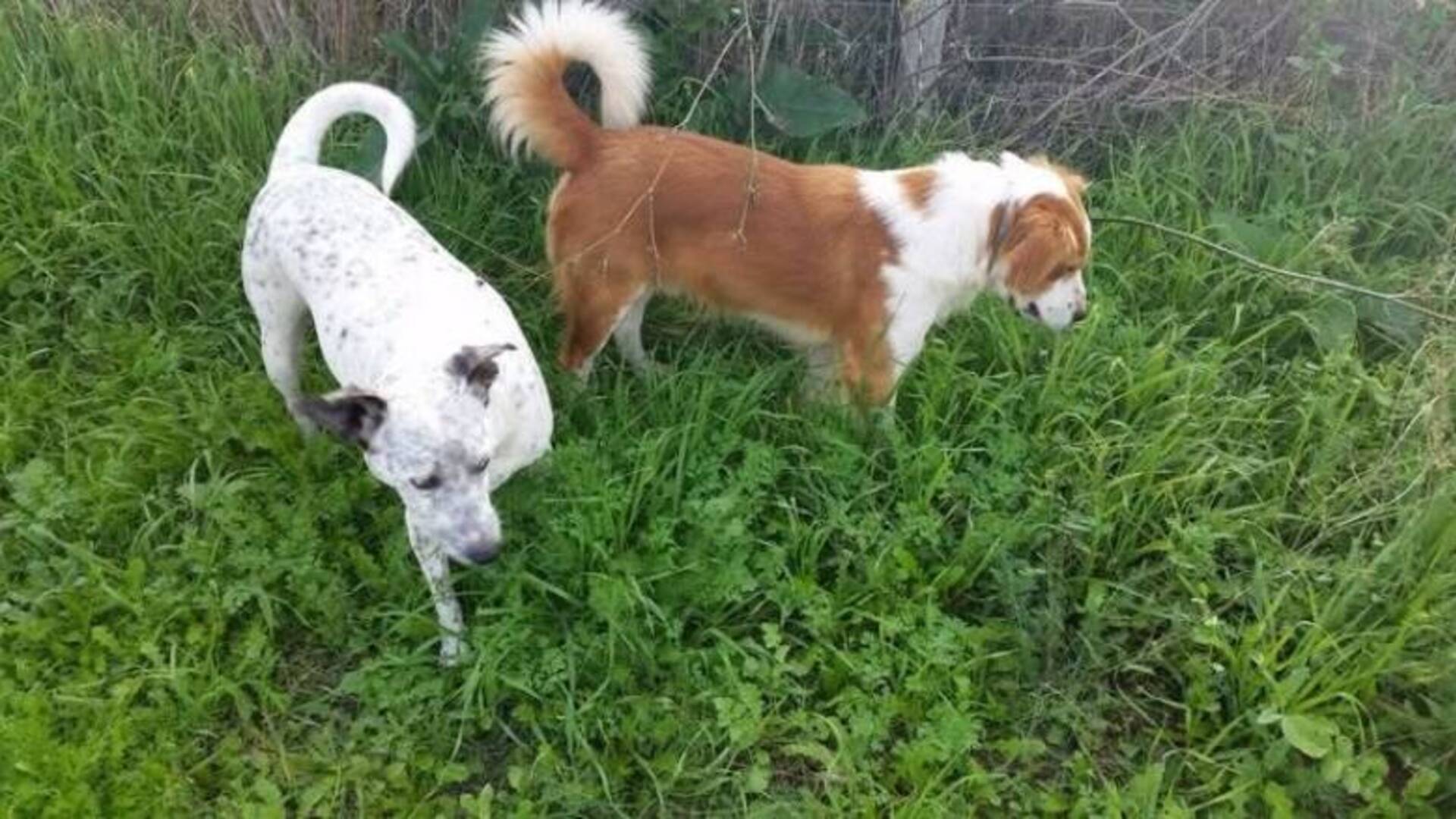 Pether e Susy - Anta Terralba 