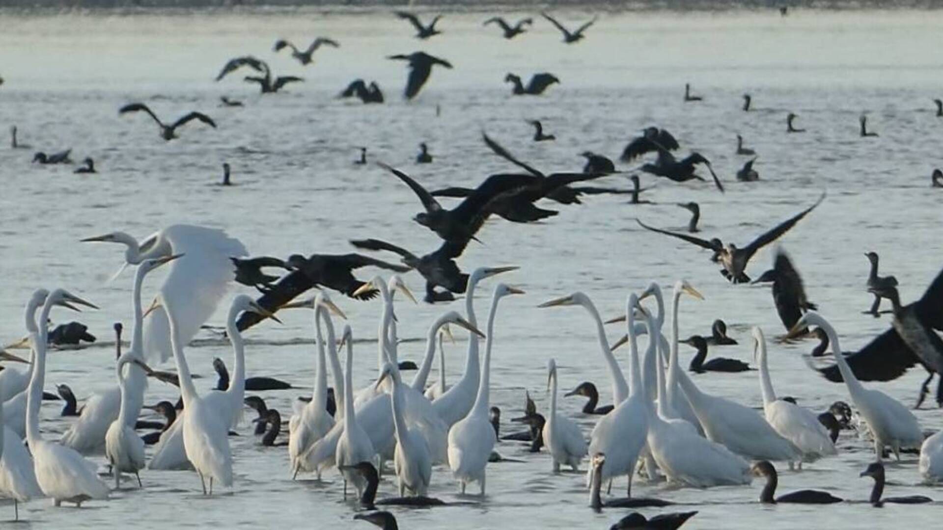 A S’Ena Arrubia birdwatching con la Lipu per celebrare la Giornata mondiale delle Zone umide