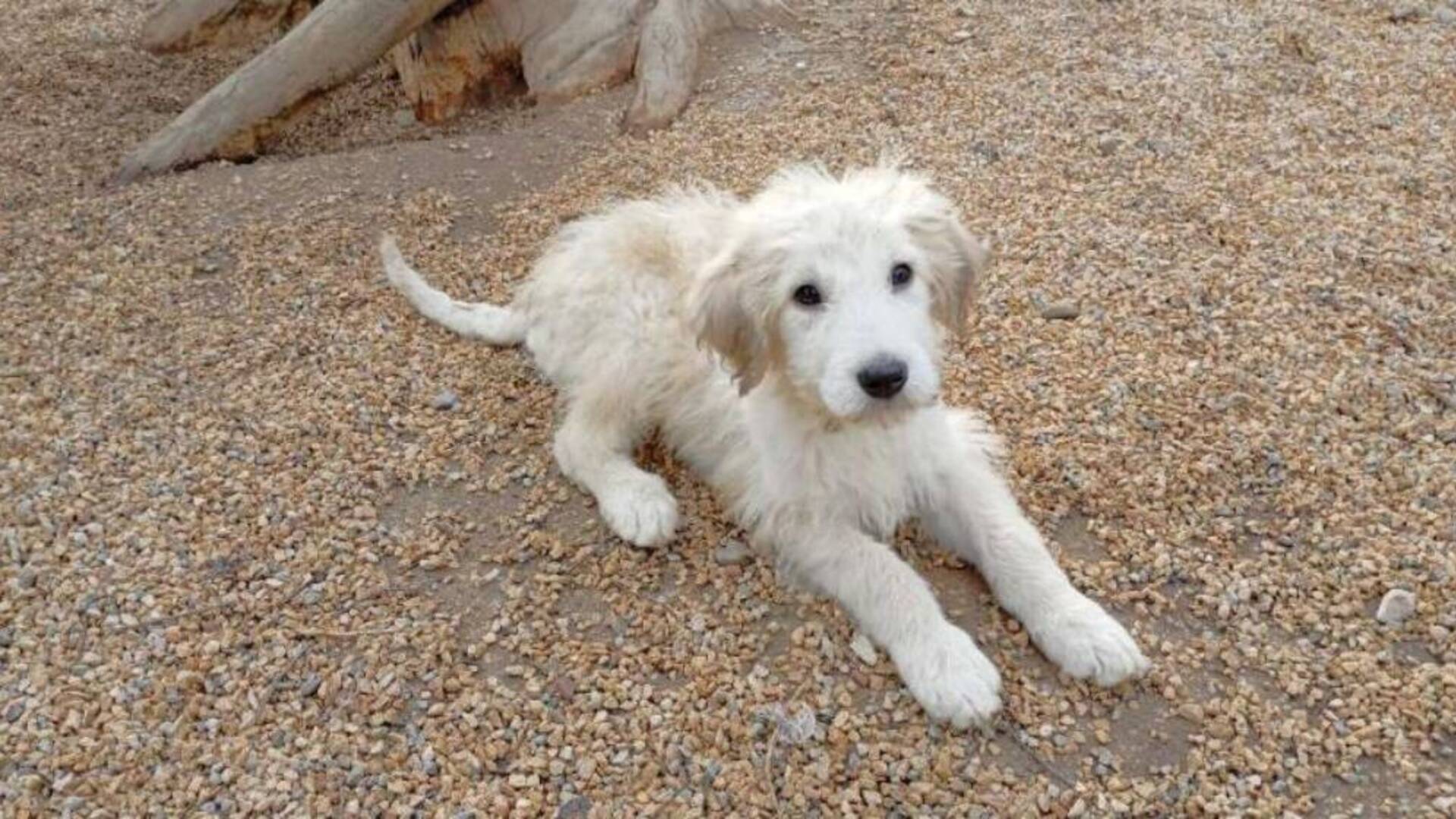 Quattro cagnoline cercano casa: dal Comune di San Gavino contributi per l’adozione