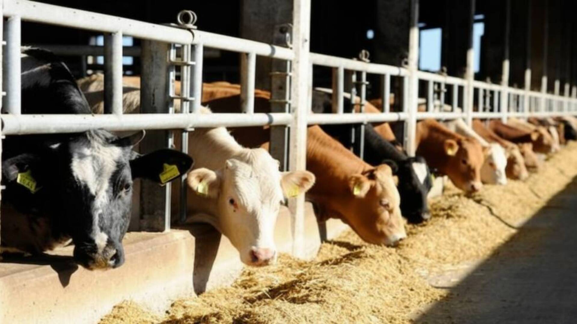 La cooperativa Produttori Arborea fa tappa a Sassari: incontro con gli studenti dell’Agrario “N. Pellegrini”