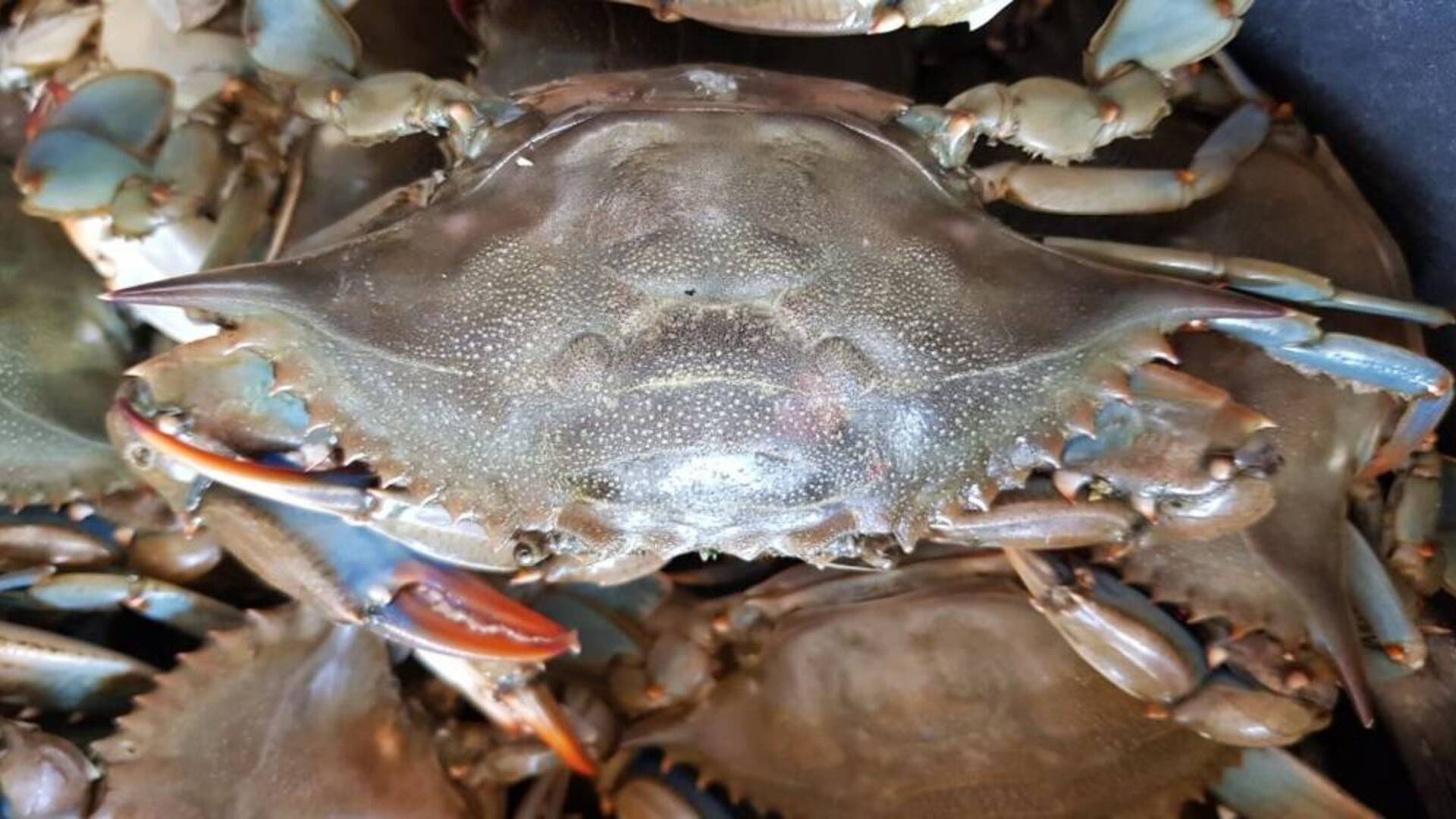 Lotta al granchio blu: in primavera parte la pesca selettiva delle femmine a S’Ena Arrubiu