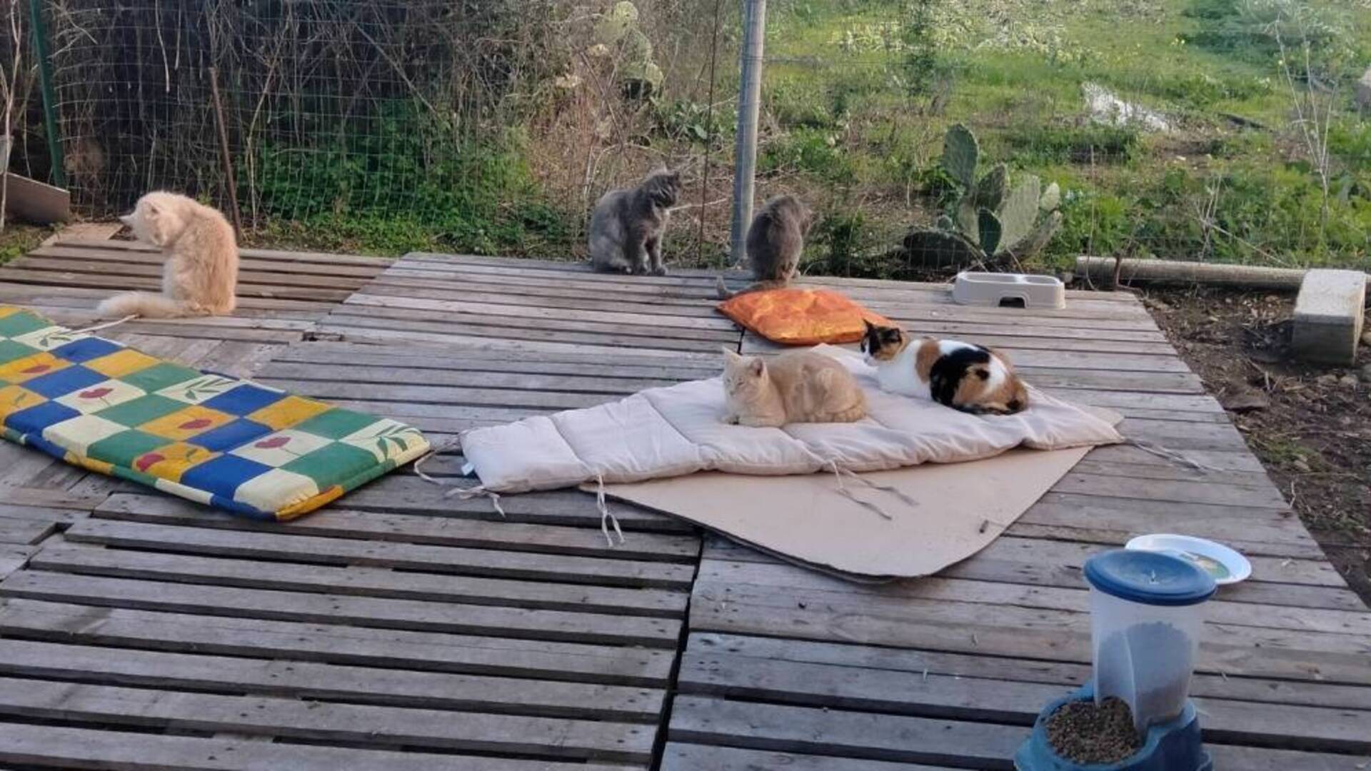 A Terralba c’è l’oasi degli “A-Mici del cimitero”: l’appello delle volontarie per prendersi cura dei gatti