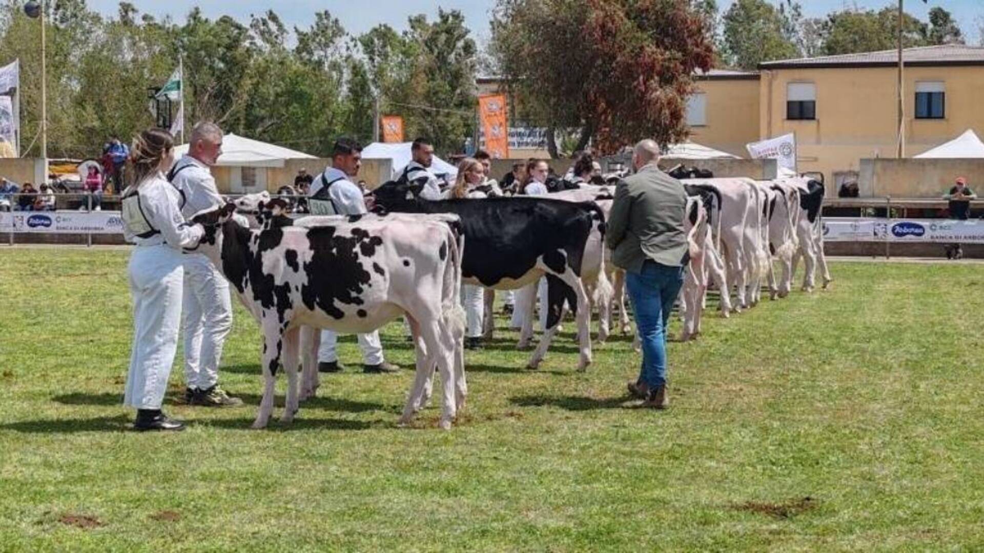 Fiera dell’Agricoltura: contributi alle aziende per partecipare alla Mostra dei bovini di razza frisona