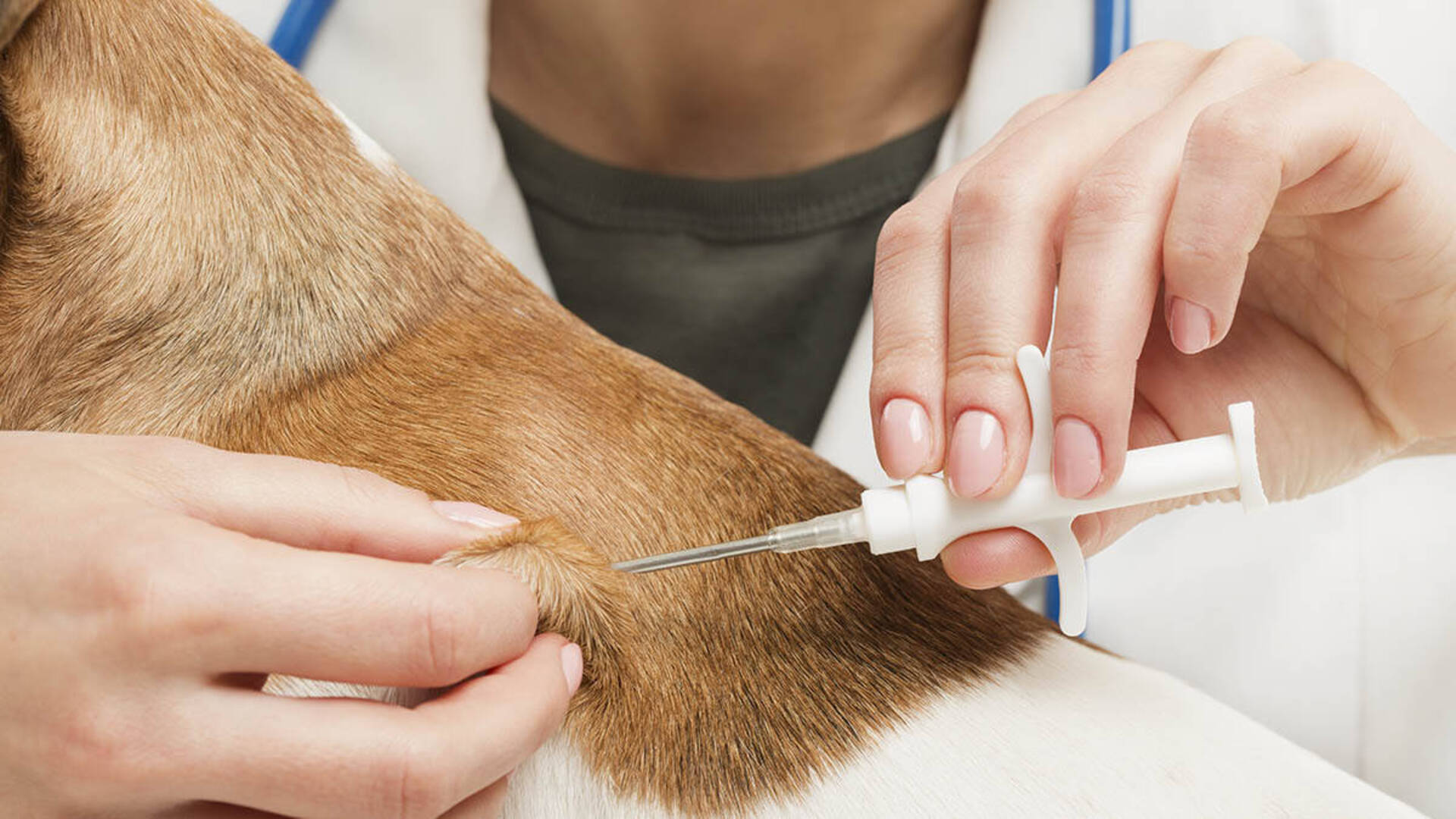 Nel Terralbese una giornata di microchippatura gratuita dei cani e gatti