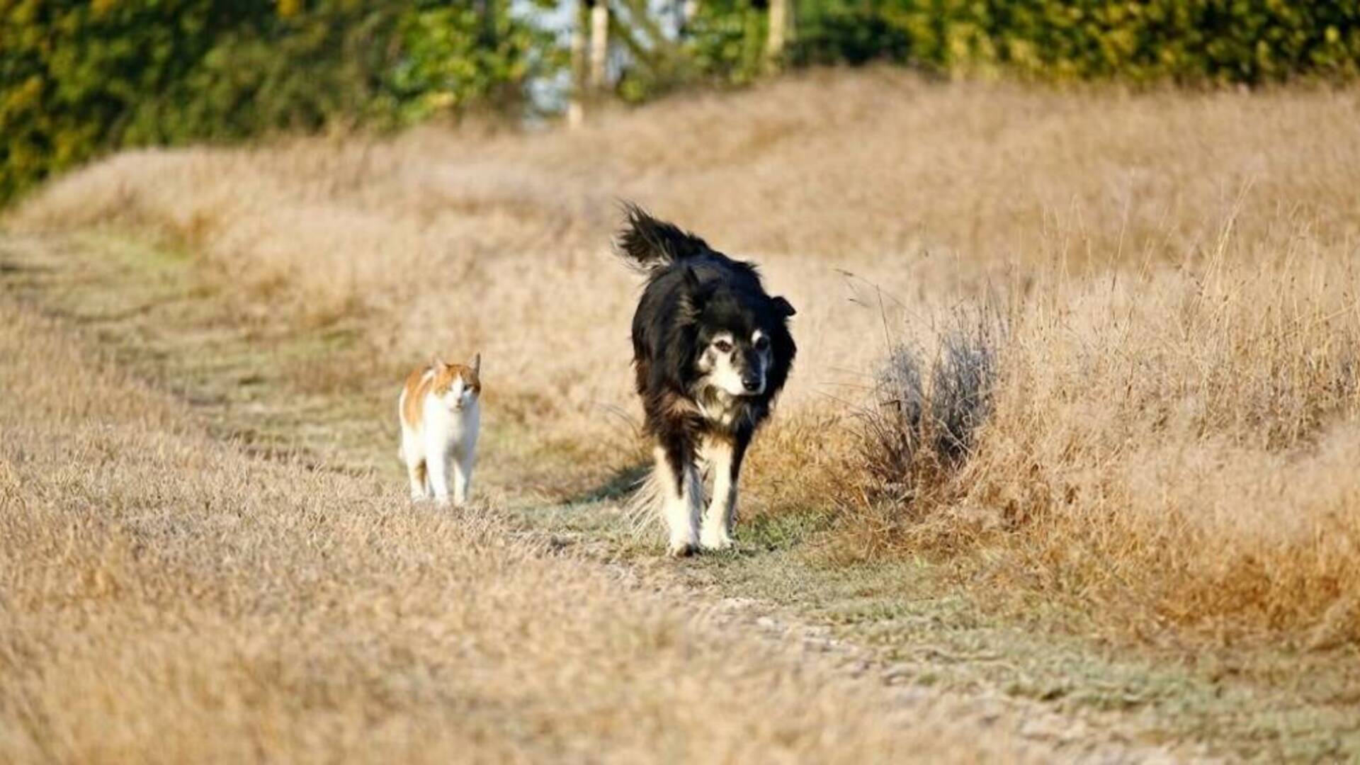 Il Comune di Terralba distribuisce cibo ai cani e gatti in difficoltà