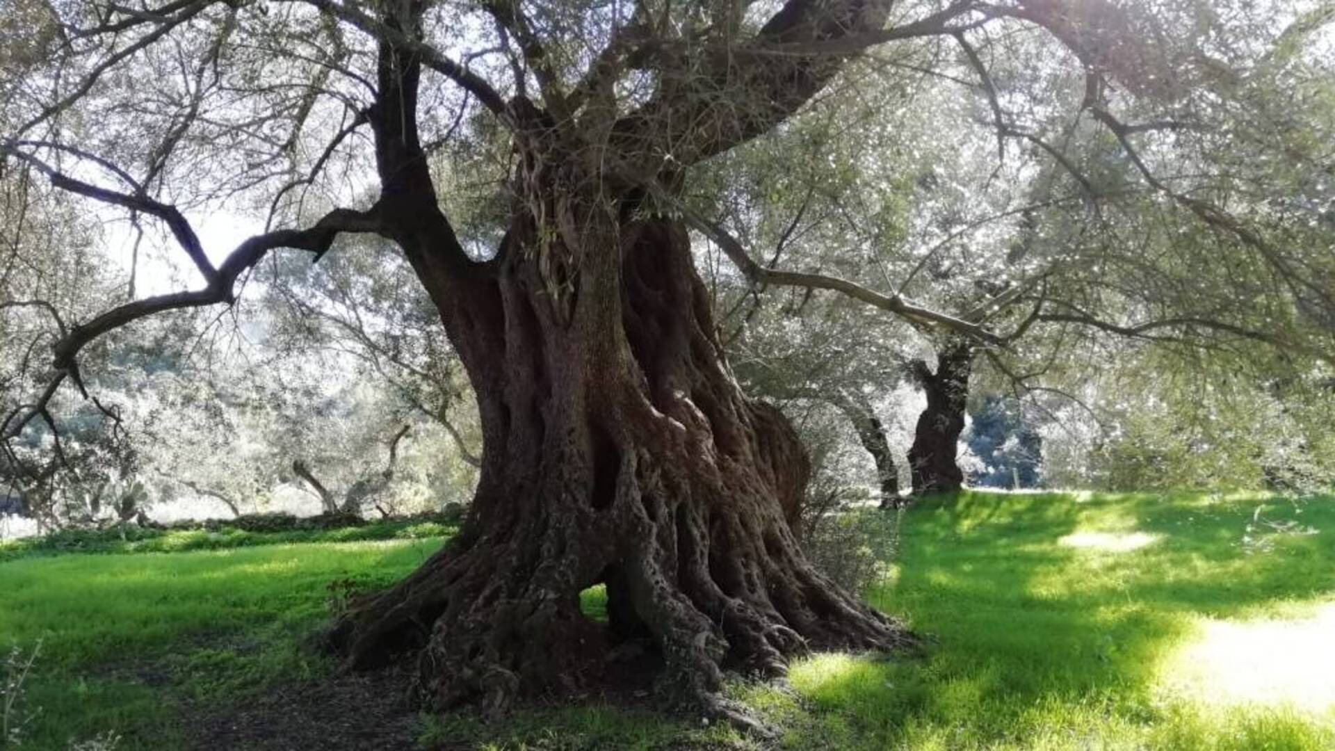 Giganti della memoria: a Villacidro due giornate dedicate ai grandi alberi
