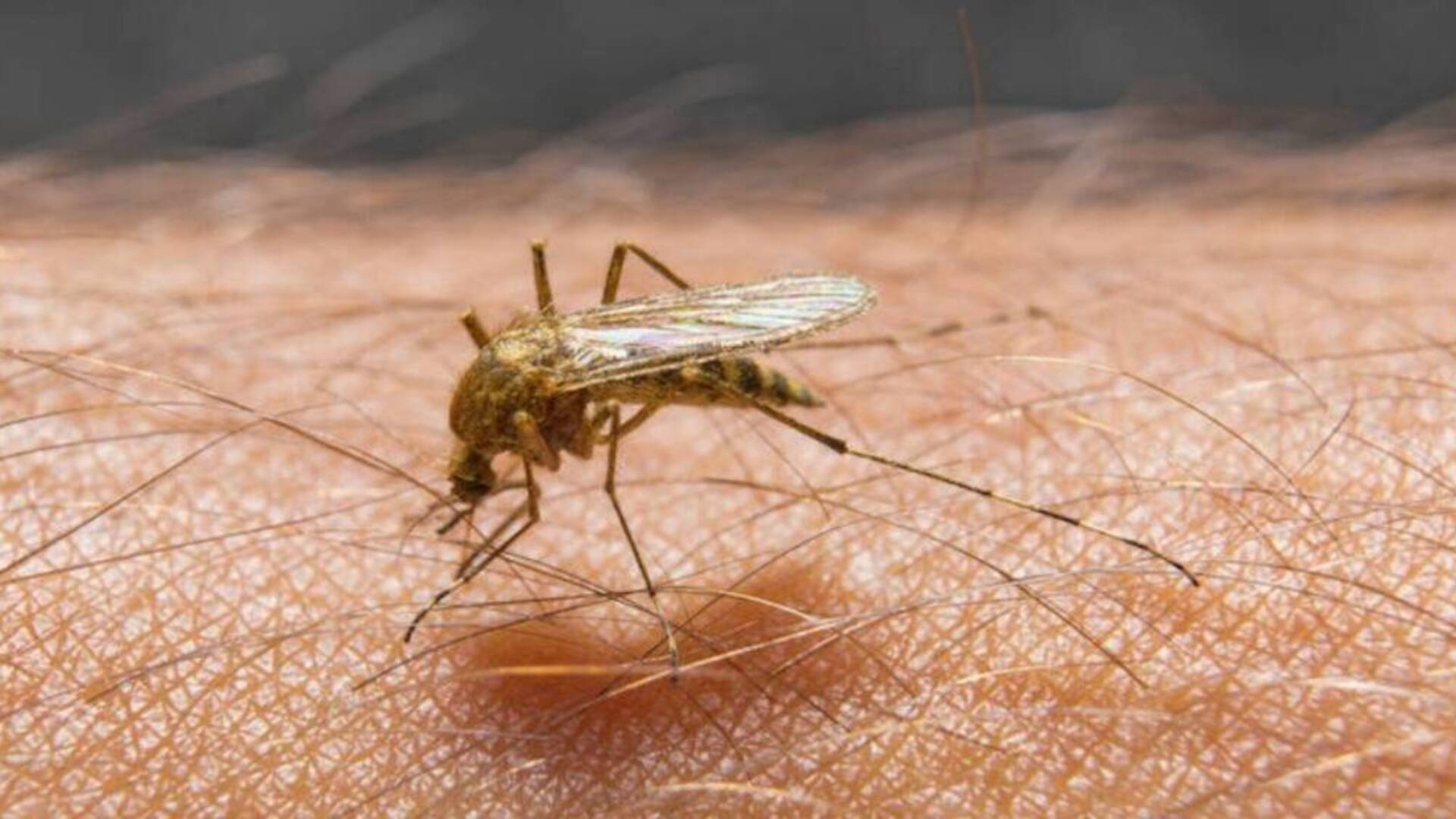 Lotta alle zanzare: due interventi di disinfestazione nel Terralbese