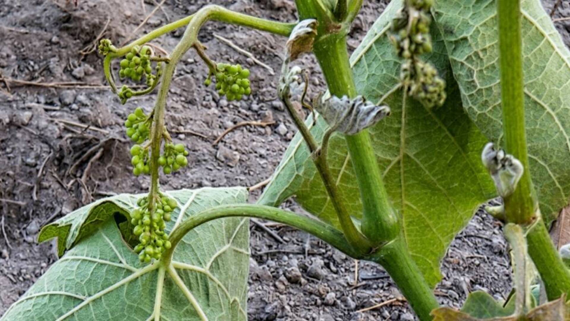 Vento e gelate di fine marzo: Marrubiu e Terralba dichiarano lo stato di calamità naturale