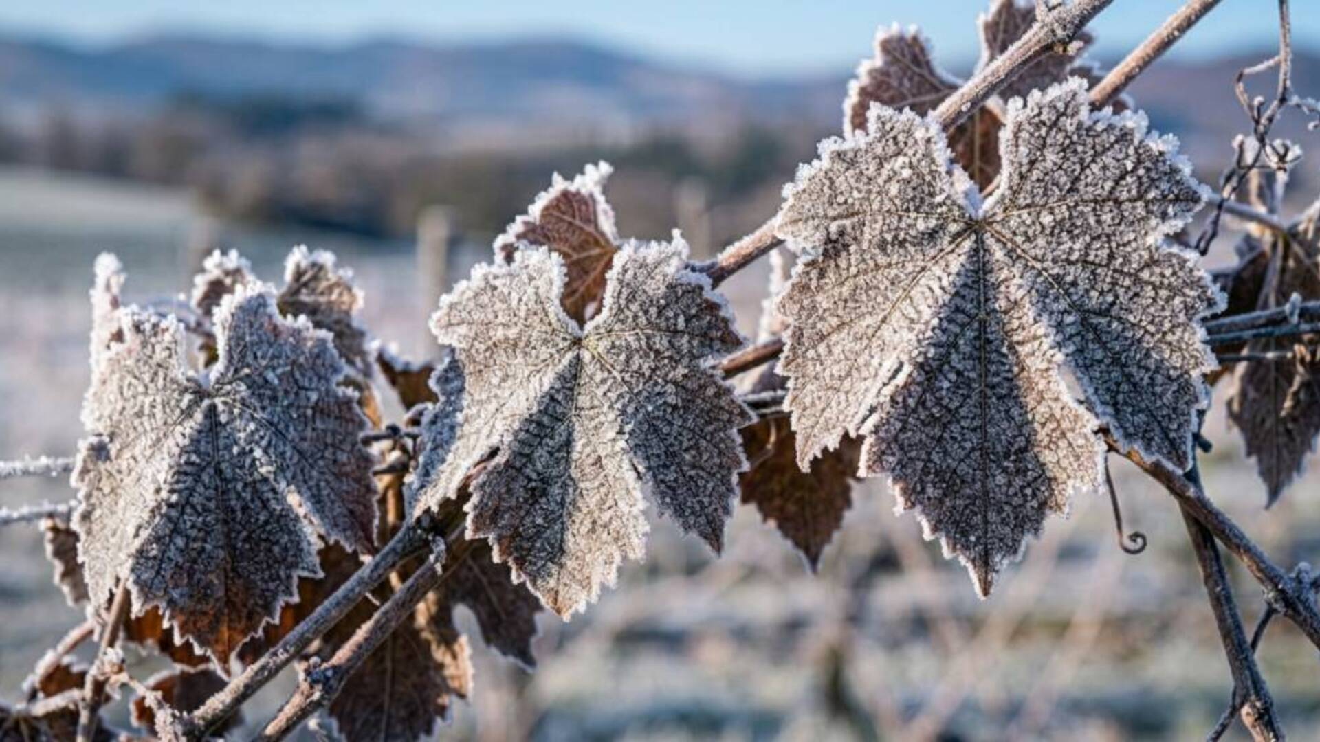 Danni per vento e gelate: anche San Nicolò d’Arcidano dichiara lo stato di calamità naturale