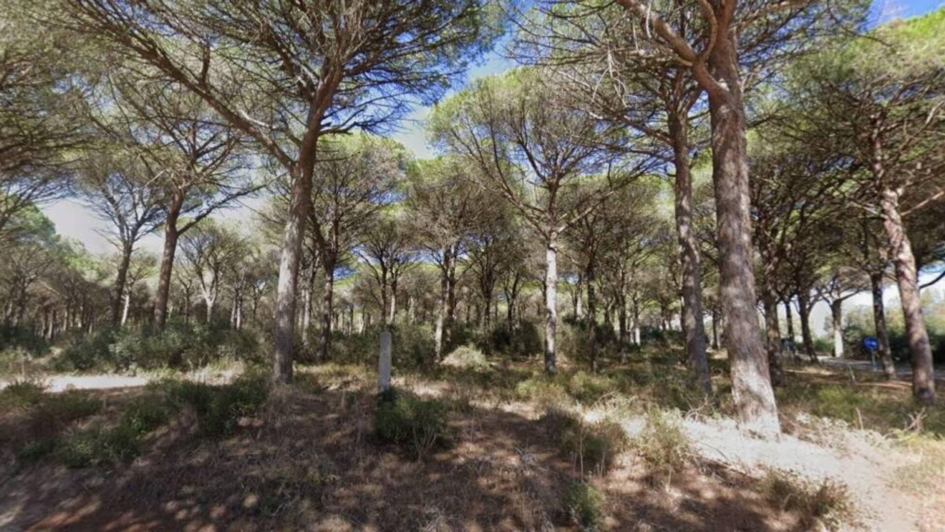 Pini pericolanti lungo la strada: scattano i divieti per gli interventi di messa in sicurezza
