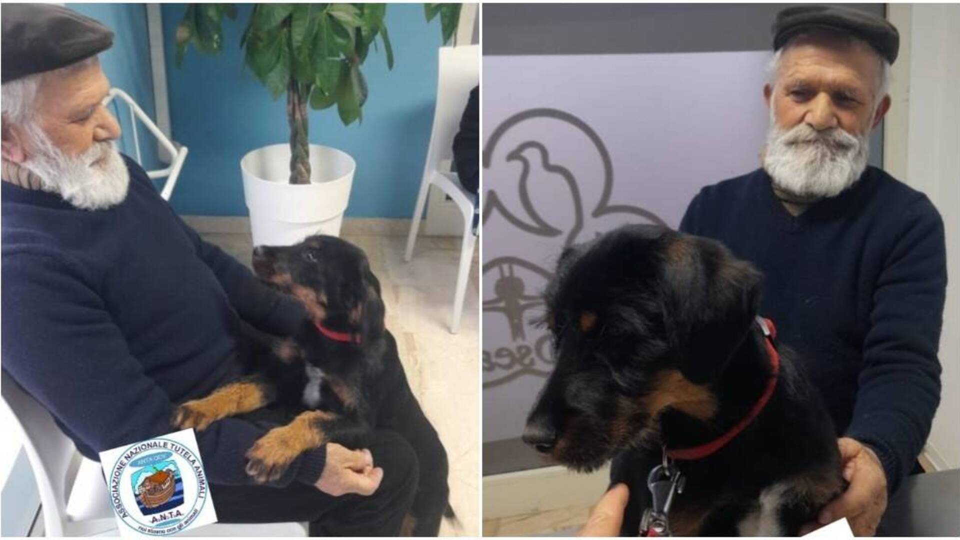 Appello per ritrovare Marrone, il cane del pastore-attore Giuseppe Ignazio Loi