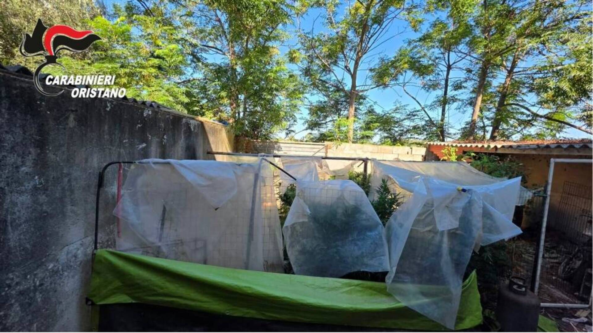 Serra di canapa nascosta nel cortile di un’abitazione: due arresti